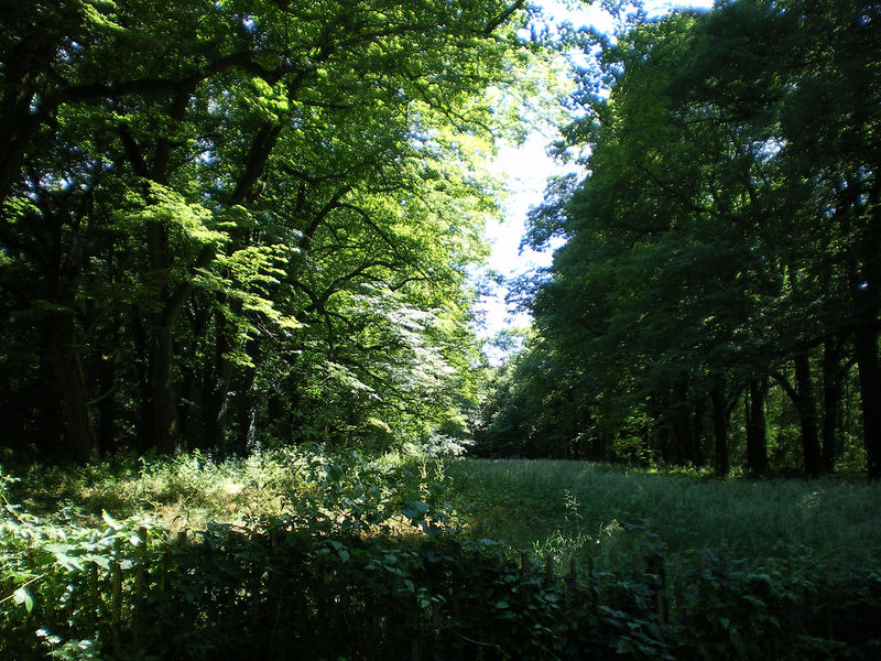 La ruche Terandoc Bomdil